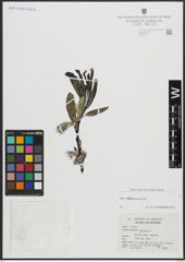 Foto von Salix apennina A. K. Skvortsov